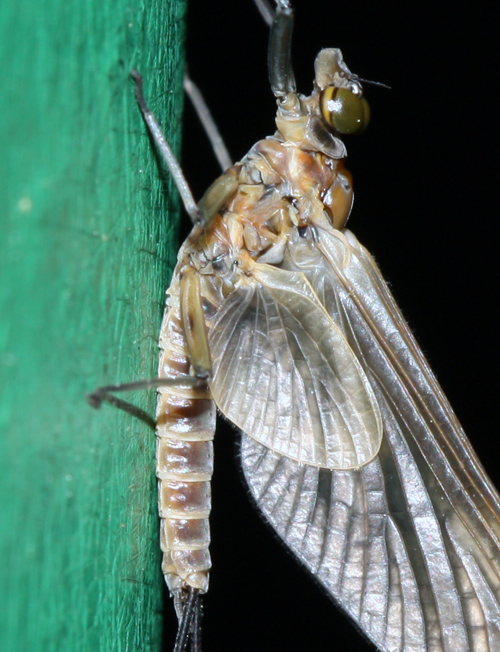 Ecdyonurus  sp.